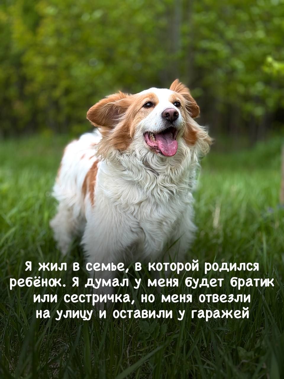 Пушистика Лео бросила бывшая семья, он ищет новый дом в приюте Щербинка 😥 | Приют Щербинка для бездомных животных (собак), Бутово, Москва, ЮЗАО